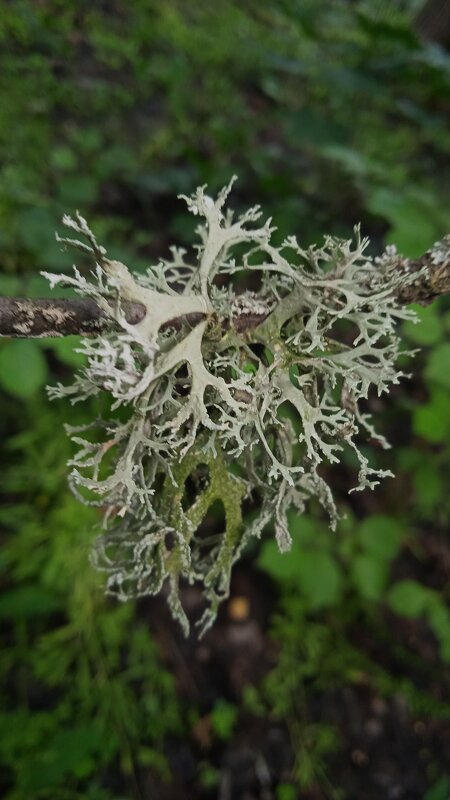 лесное - Елена Шаламова