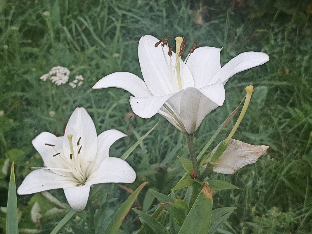 Лилии. - Вячеслав. Синицын