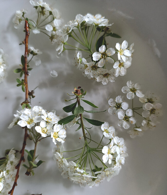 Спиреи кружева... - Лилия * Спиреи кружева... - Лилия *