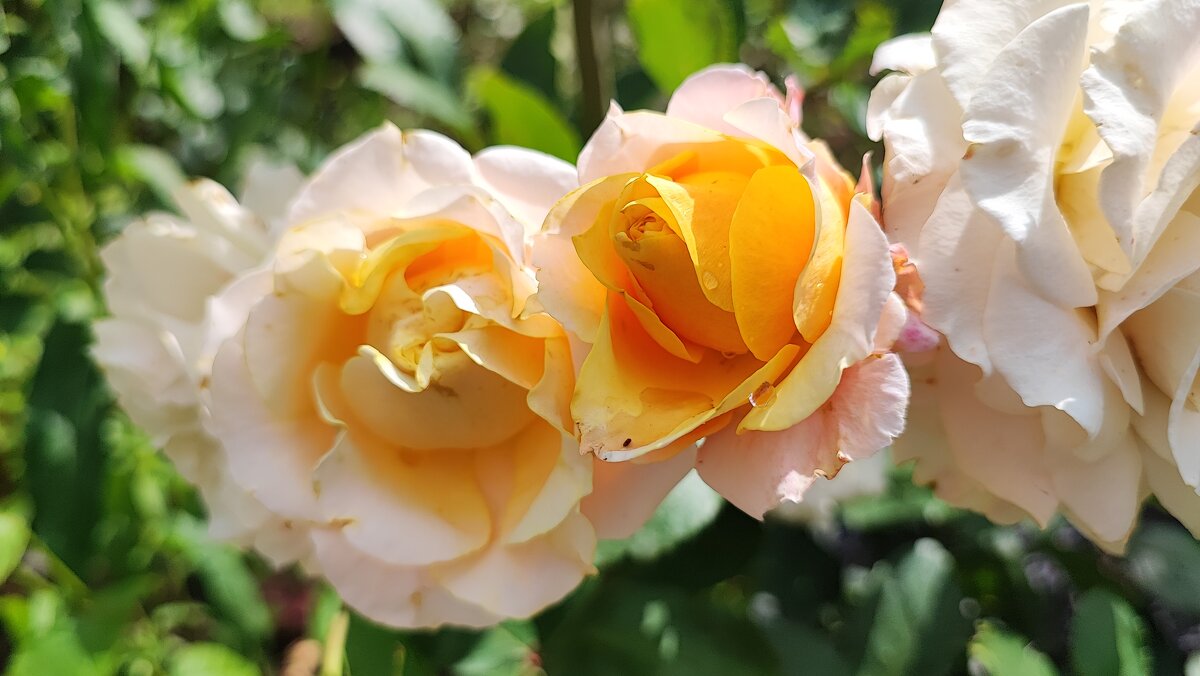 ,,, - Сергей Тимоновский