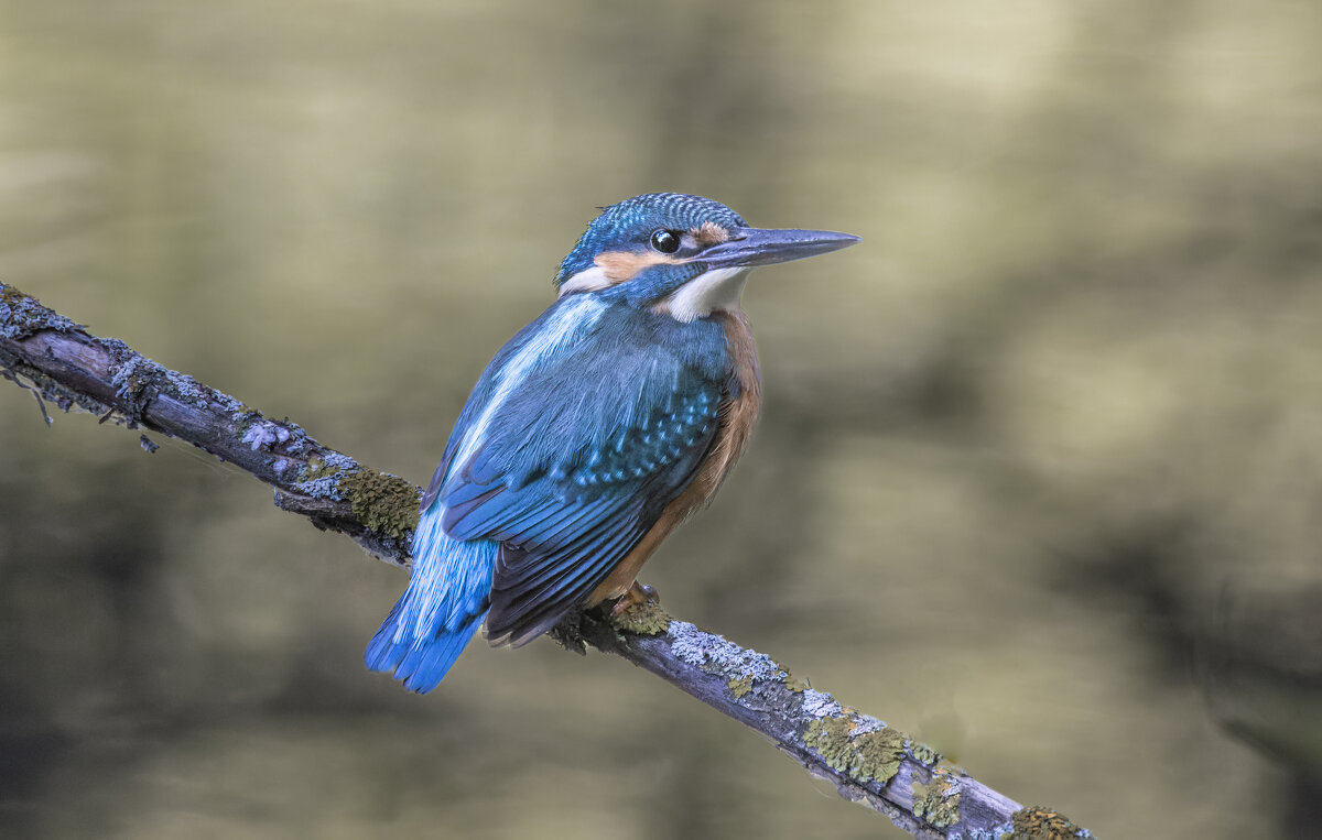 зимородок - юрий макаров