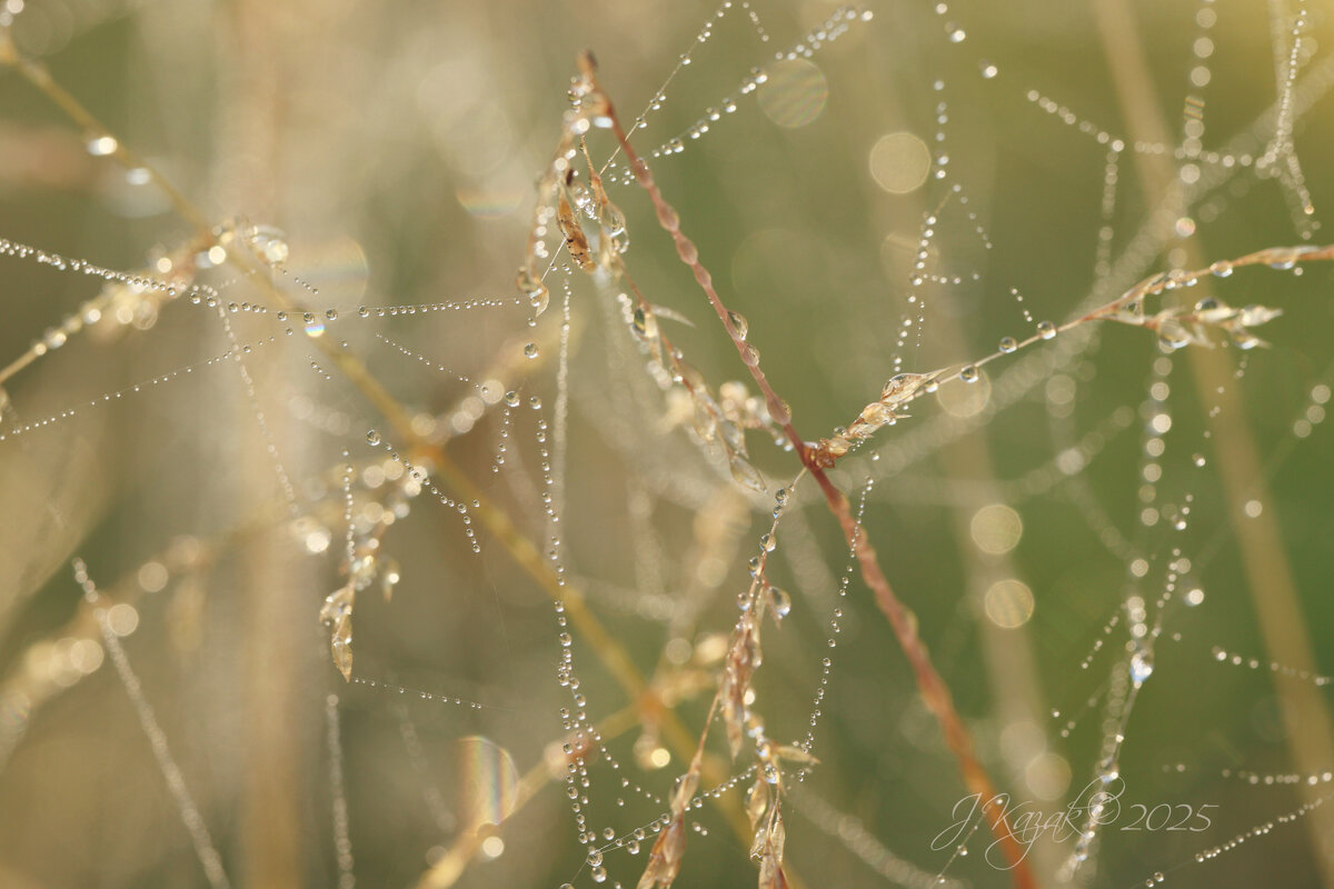 *** - Елена Kазак (selena1965)