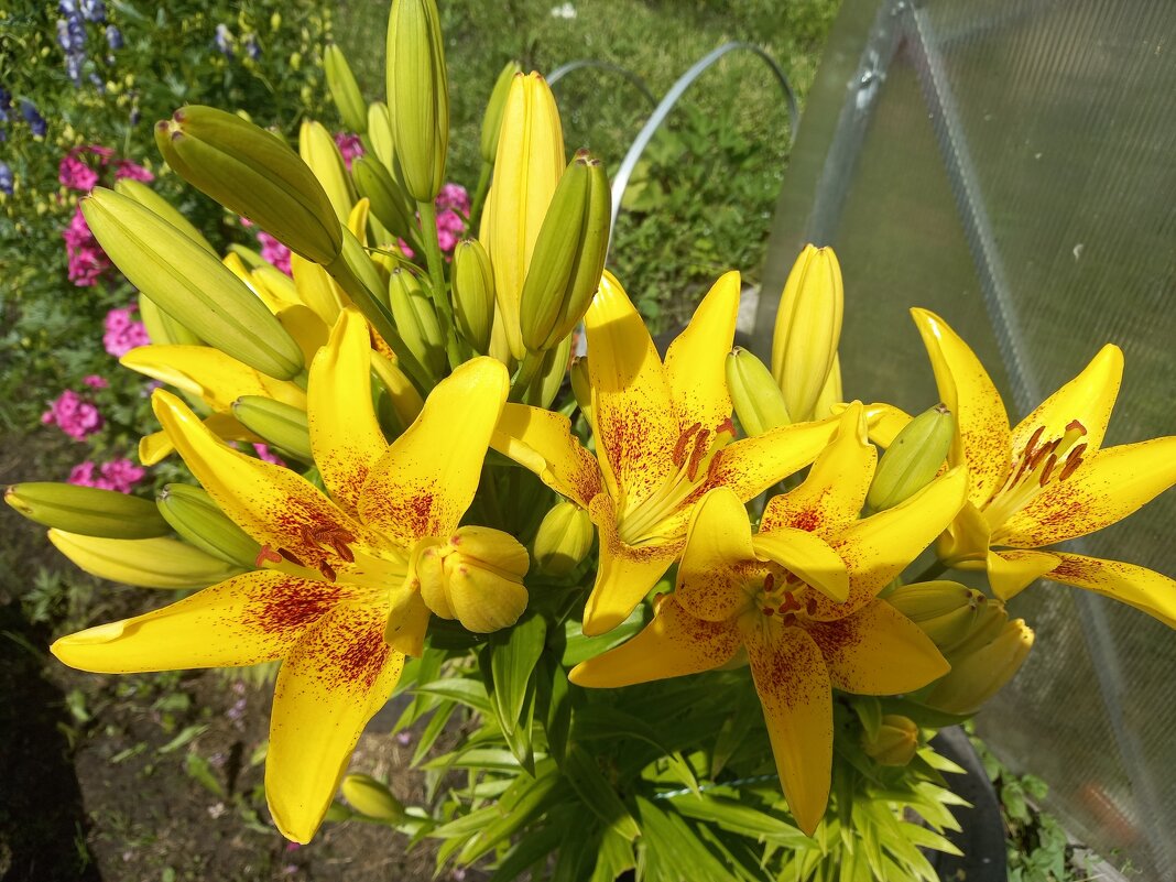 "Львиное сердце" распускается - BoxerMak Mak