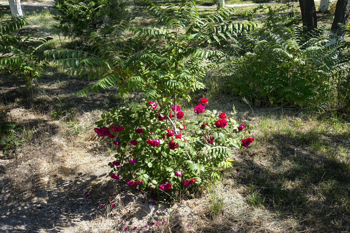 Розы - Анатолий Чикчирный