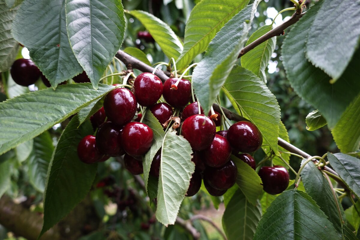 Сладкое лето..... - Галина 