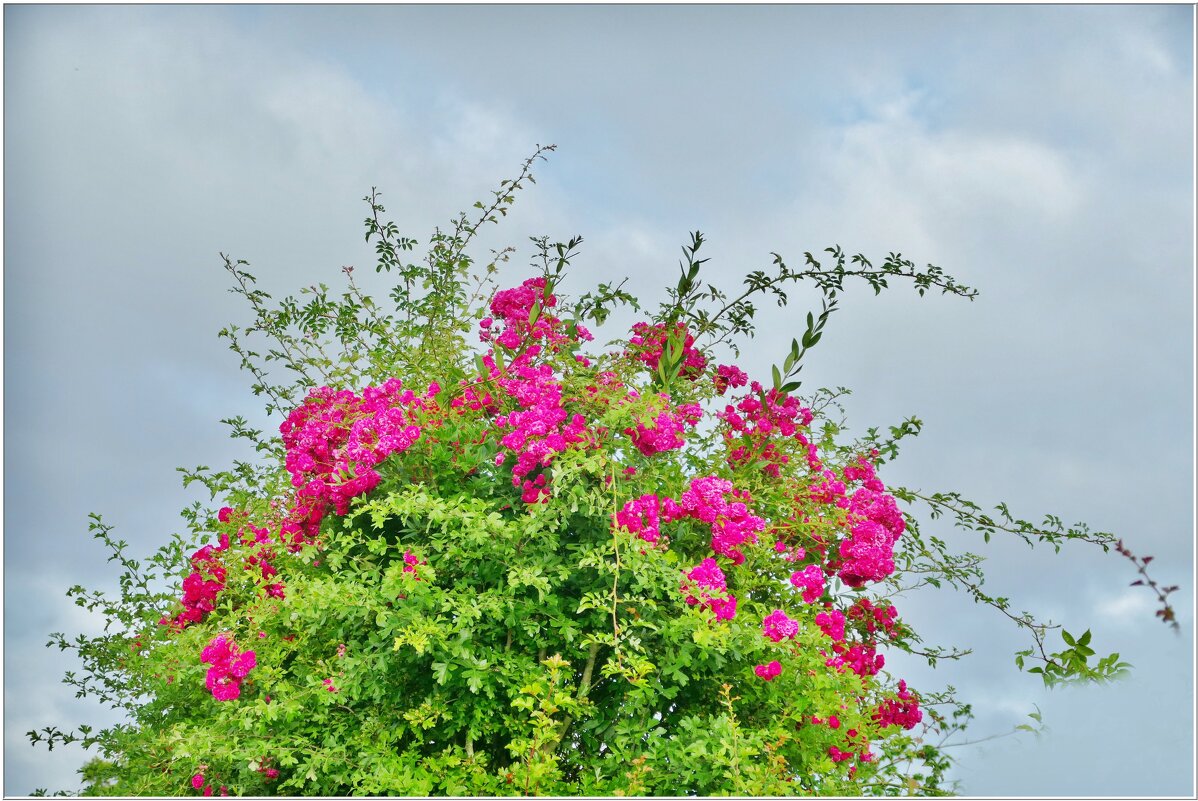 КУСТ... - Elvira E. 