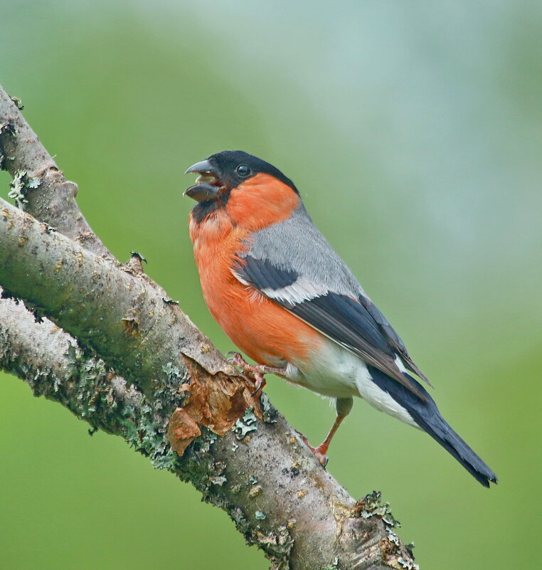сам снегирь - Andrey Bragin сам снегирь - Andrey Bragin