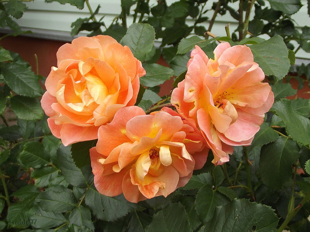 Розы - Freddy 97