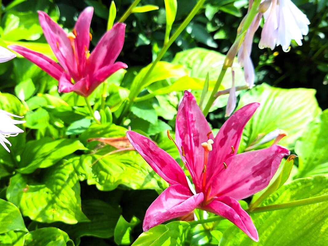 Лилии - Наталья 