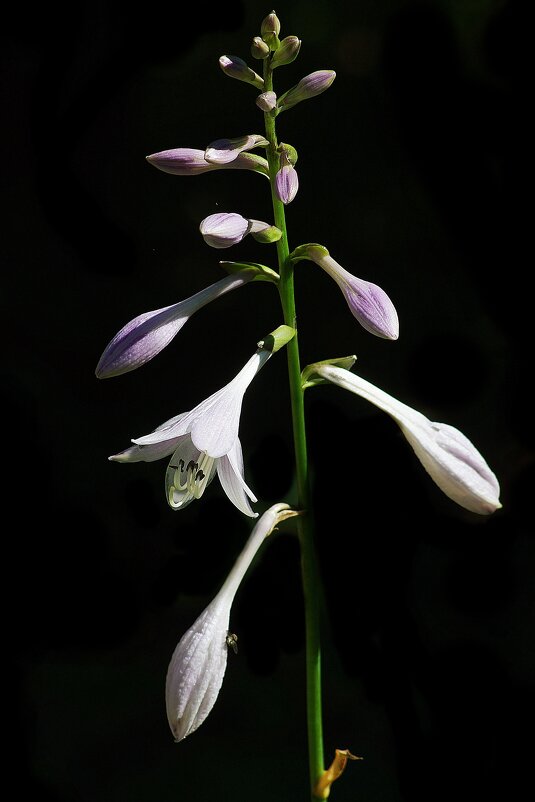 *** - Леонид leo