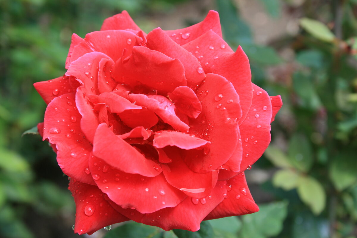 Цветок - Аркадий Басович