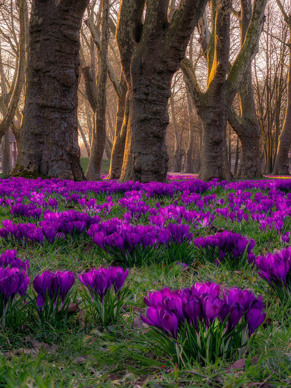 Начало марта. В городском парке, крокусы и платаны! - Игорь Геттингер (Igor Hettinger)