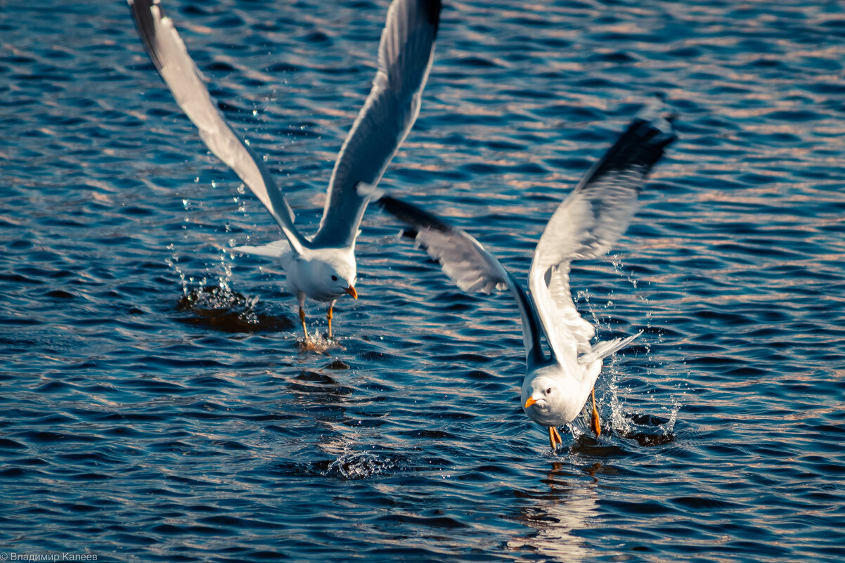 Взлетающие чайки - Владимир Калеев Взлетающие чайки - Владимир Калеев