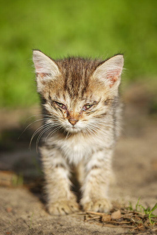 Котёнок - Alex Bush