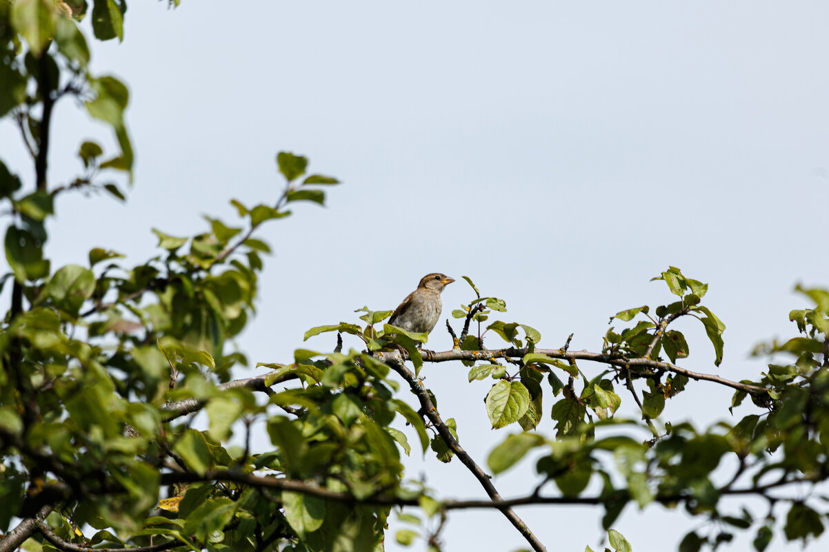 Июльские мгновения - Serega  