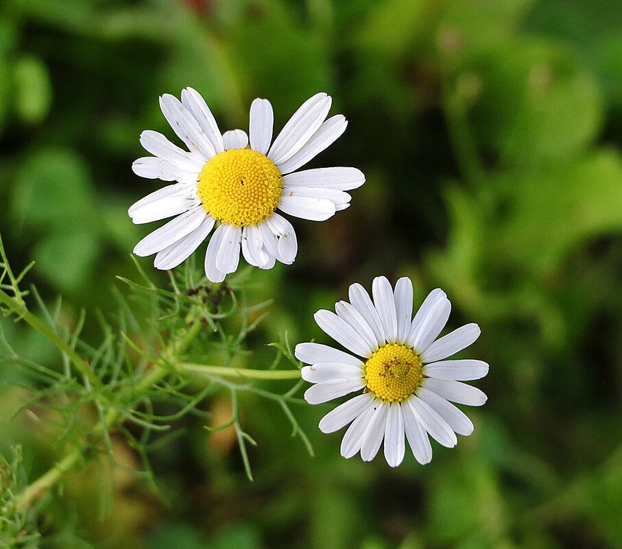 Ромашки-близняшки - Светлана 
