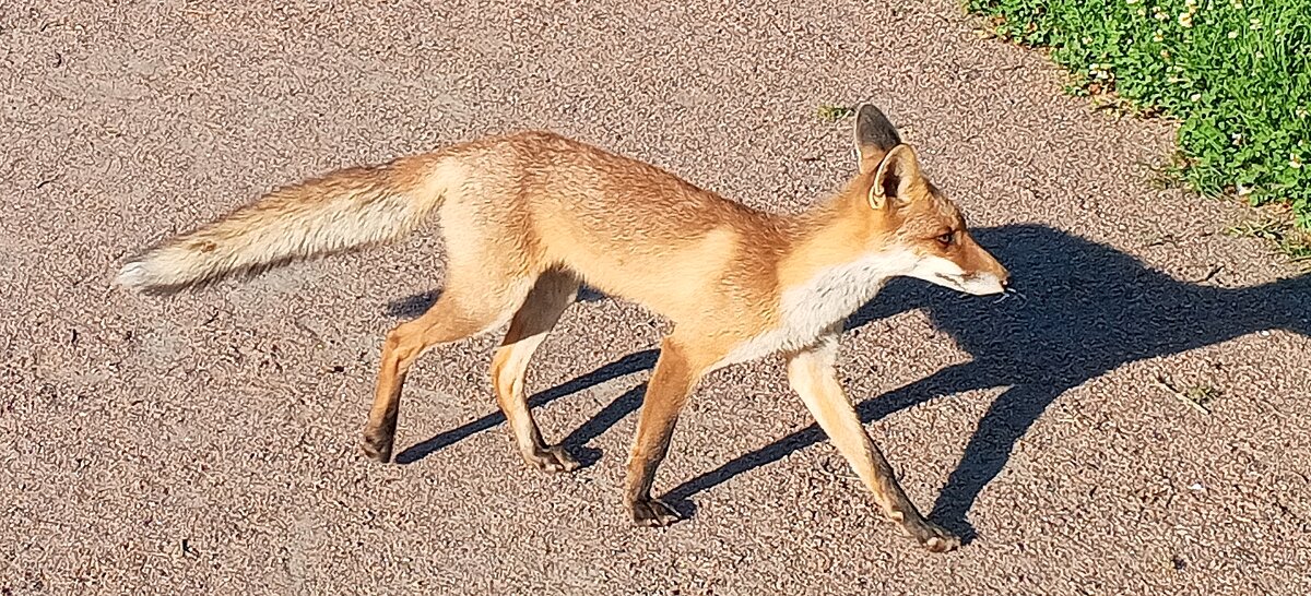 Лиса - Сапсан 