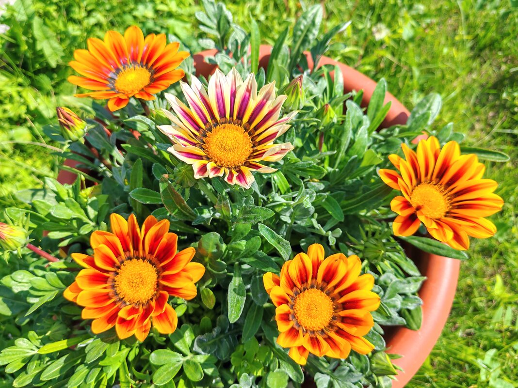 Цветы в саду. - Владимир Зыбин