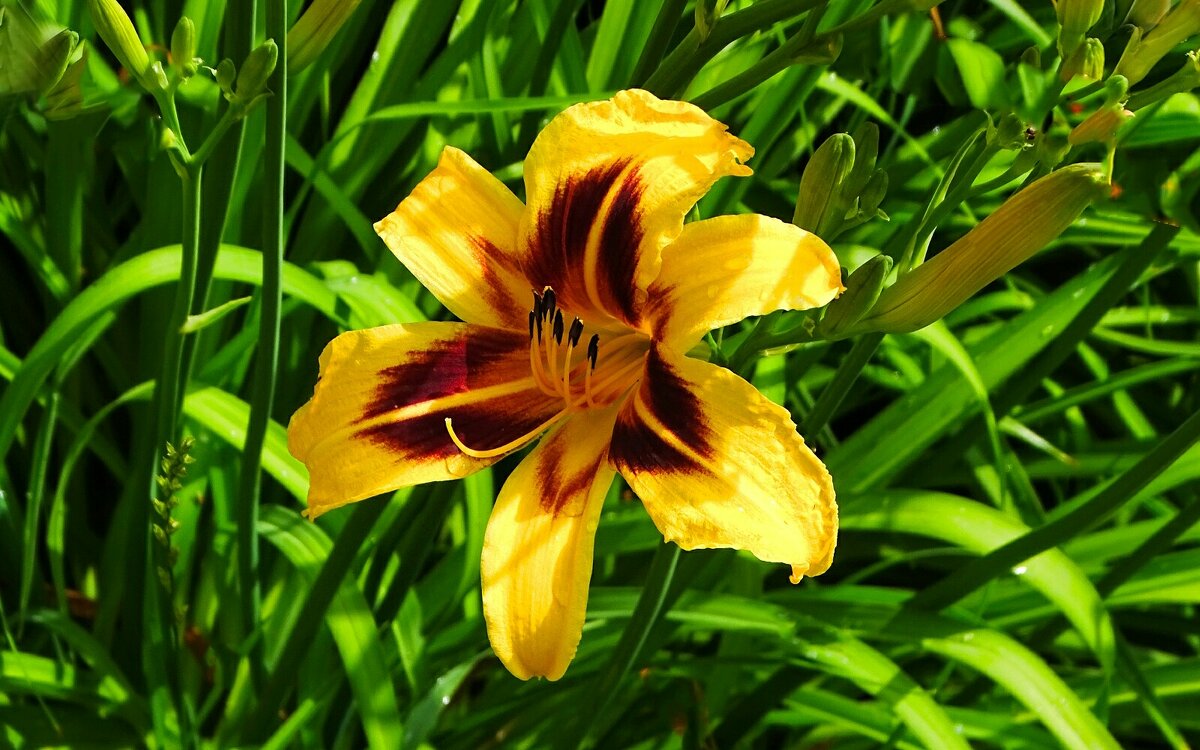 Городская лилия. - Милешкин Владимир Алексеевич 