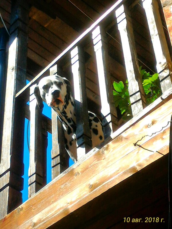 Защитник - Натали 