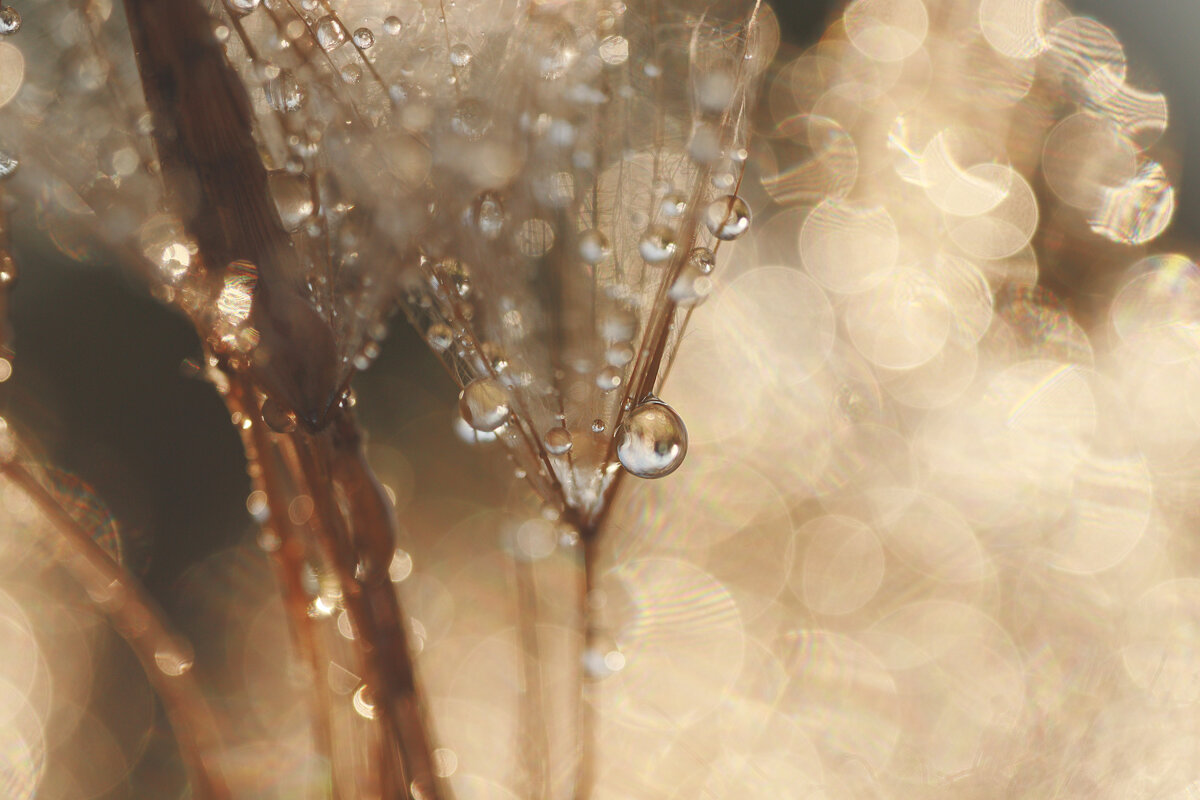 *** - Елена Kазак (selena1965)