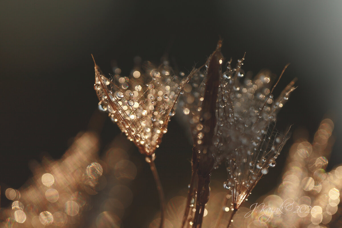 *** - Елена Kазак (selena1965) *** - Елена Kазак (selena1965)