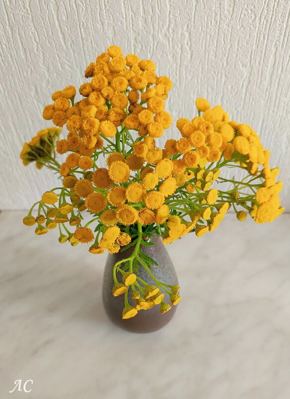 Скромный букет с пижмой - Любовь Сахарова