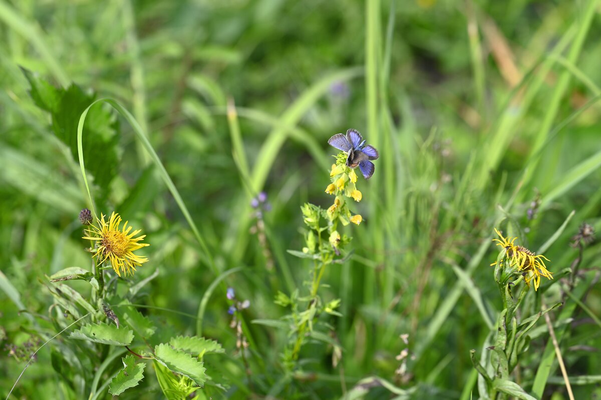 Лето - это маленькая жизнь - Ольга 