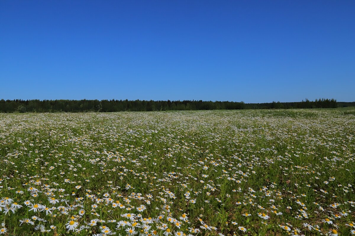 ромашковое  поле - Владимир иванов