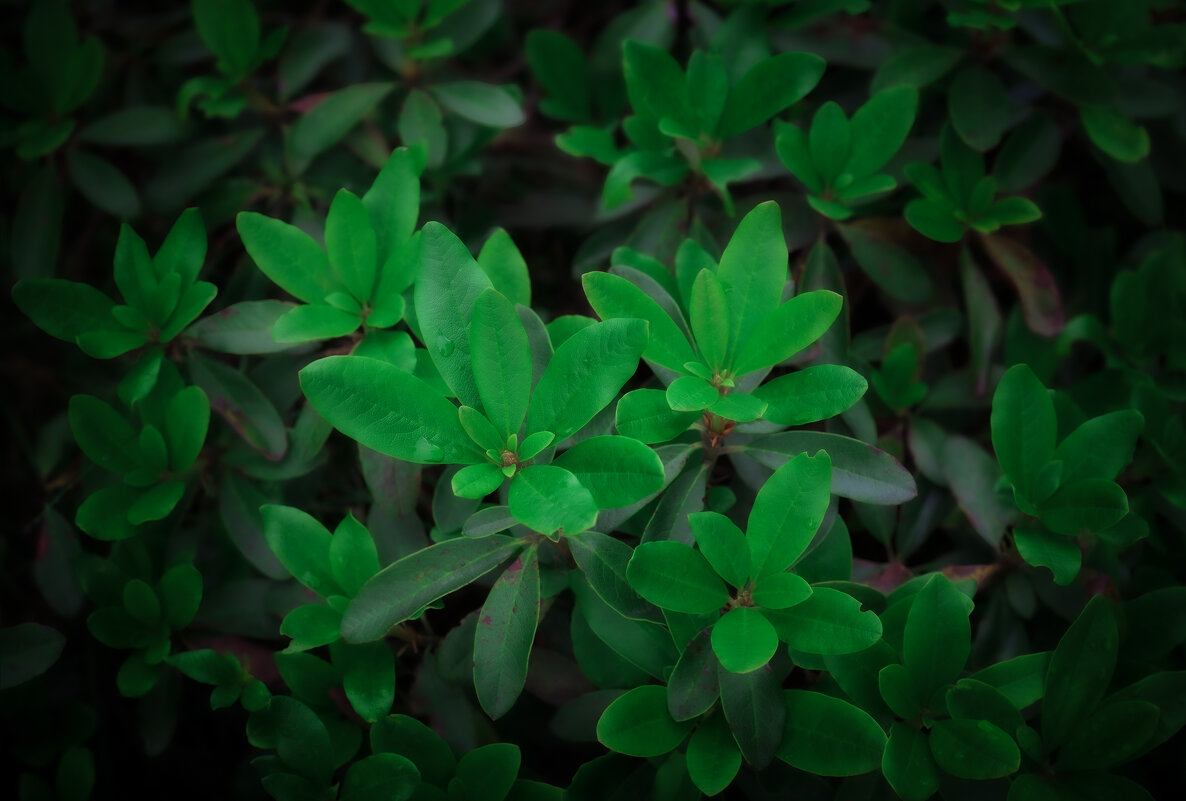 * - Александр Иванов