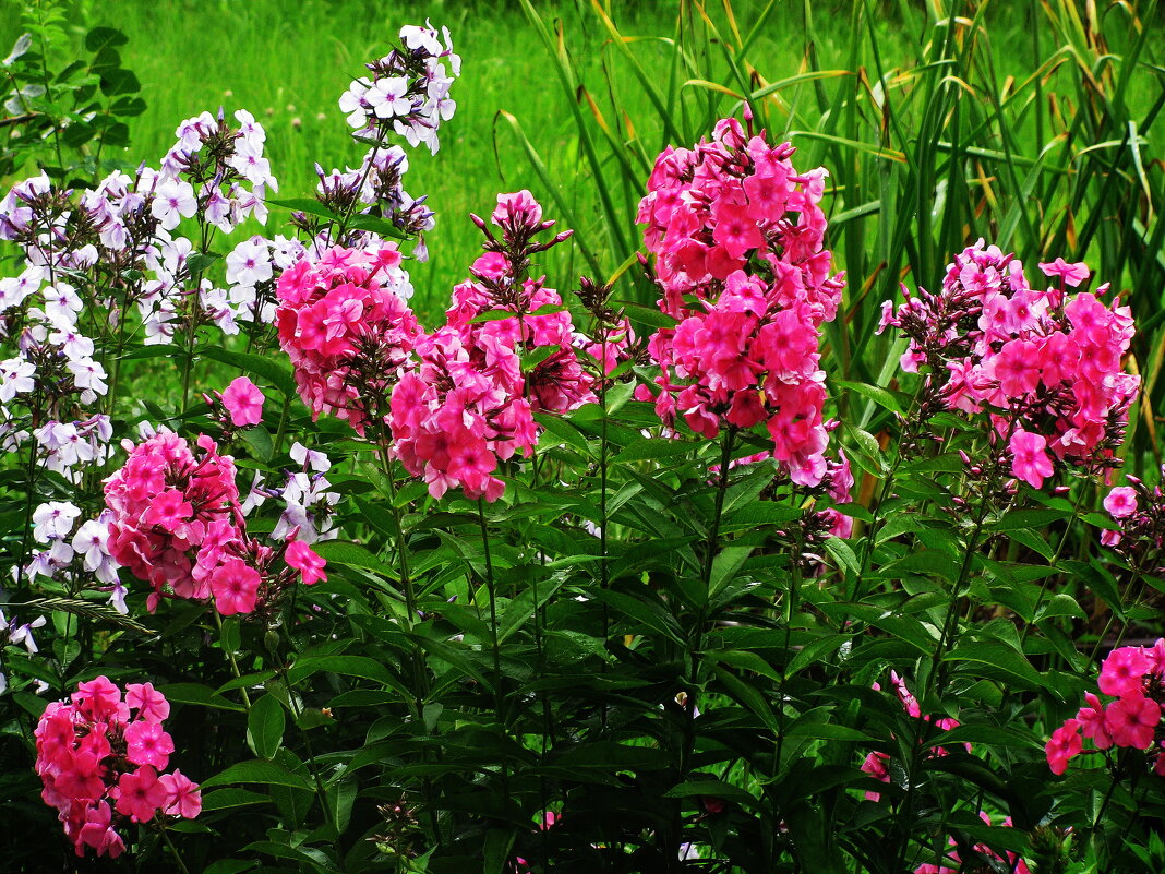 В саду - Людмила Смородинская