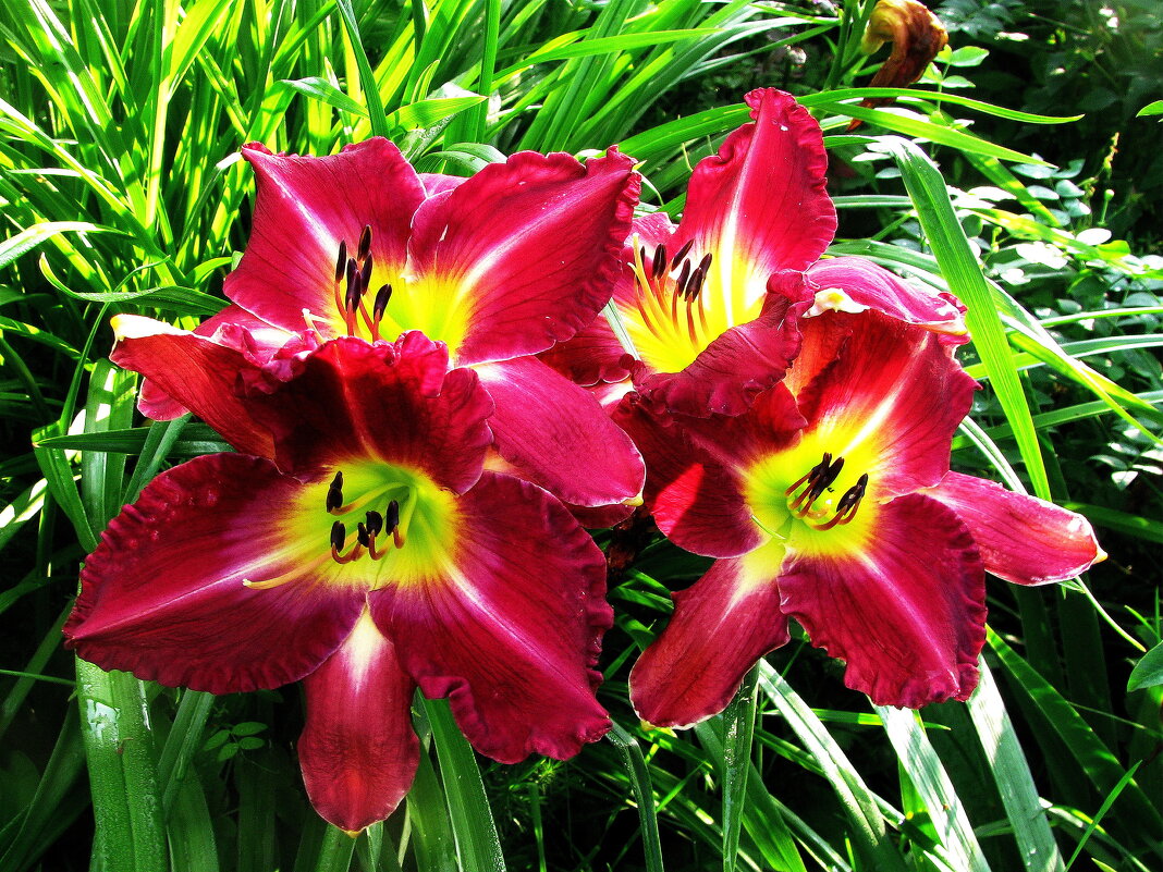 Во всей красе - Людмила Смородинская