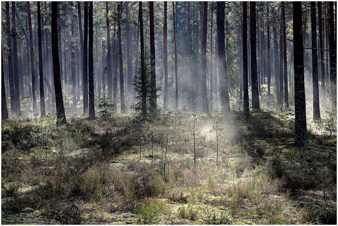 Лесной туман - Aleksandr Gal