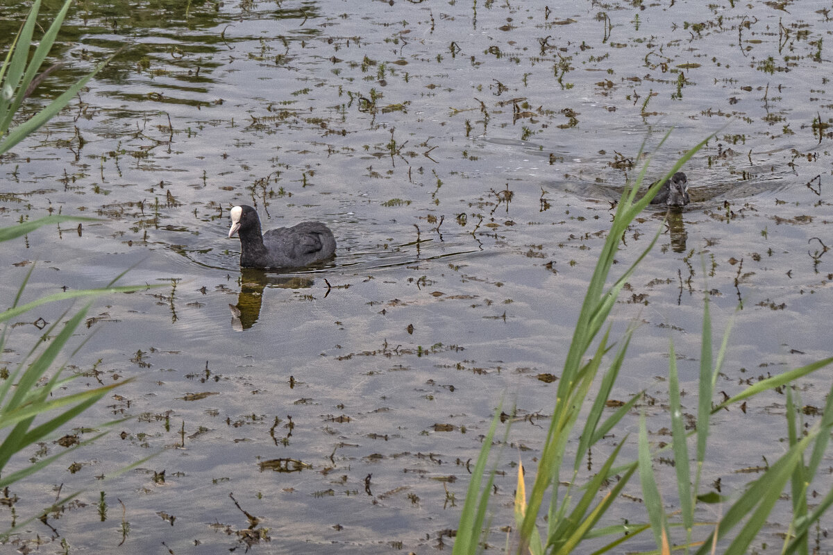 Лысуха с птенцом - Сергей Цветков