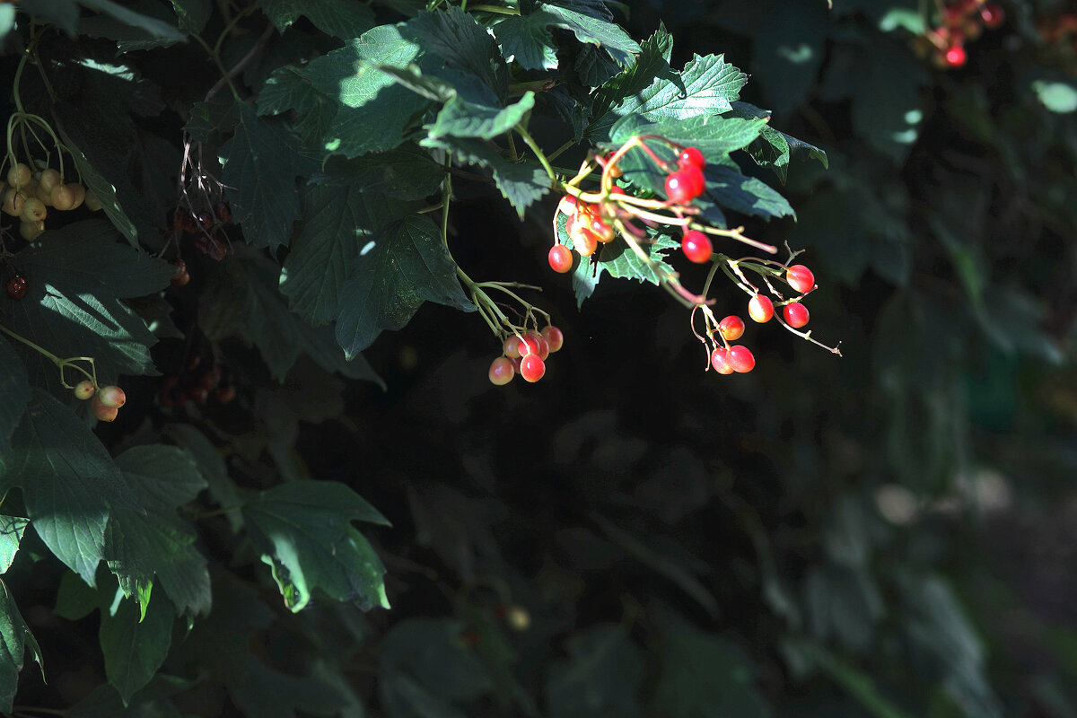 Калина созревает - Юрий Гайворонскiий Калина созревает - Юрий Гайворонскiий