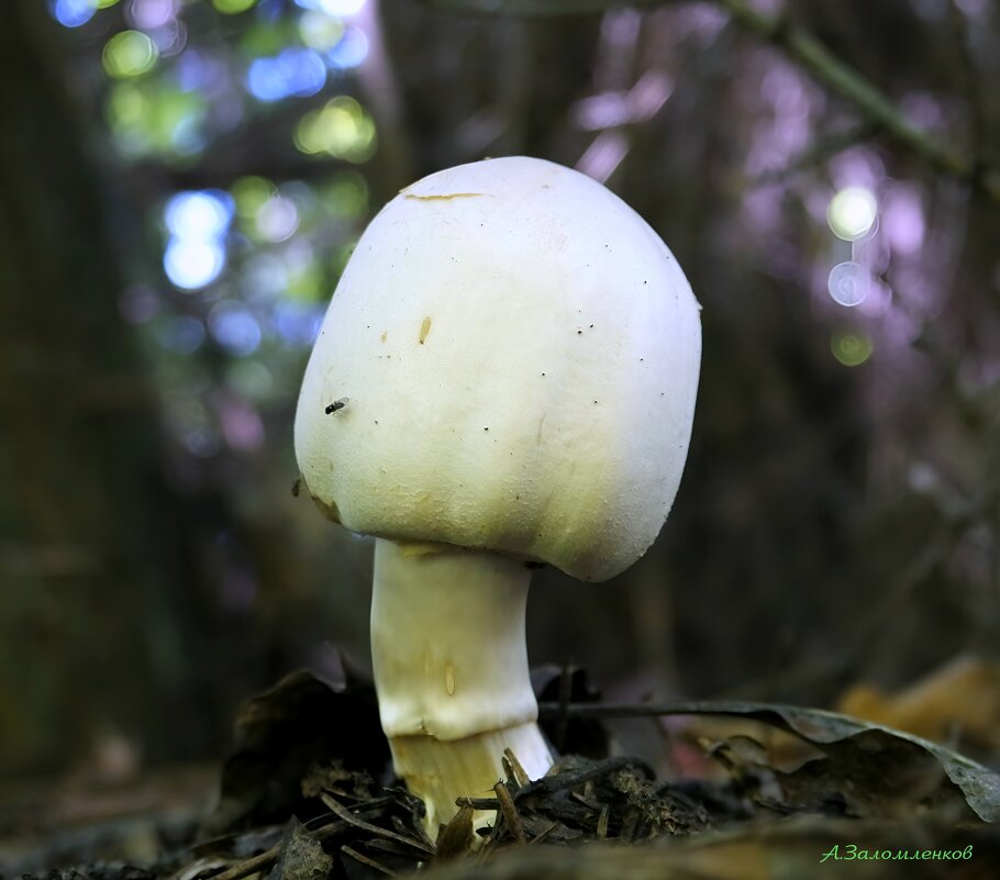 На лесных тропинках... - Андрей Заломленков На лесных тропинках... - Андрей Заломленков