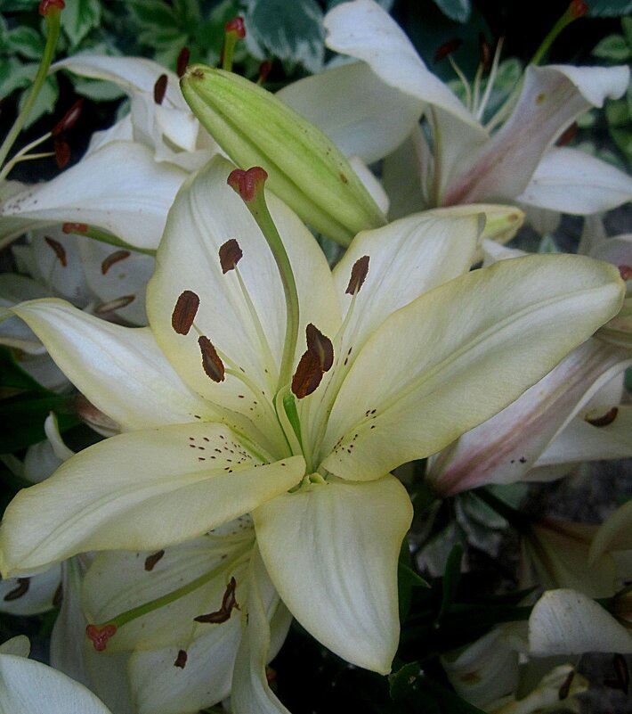 Ли... - Елена Семигина Ли... - Елена Семигина