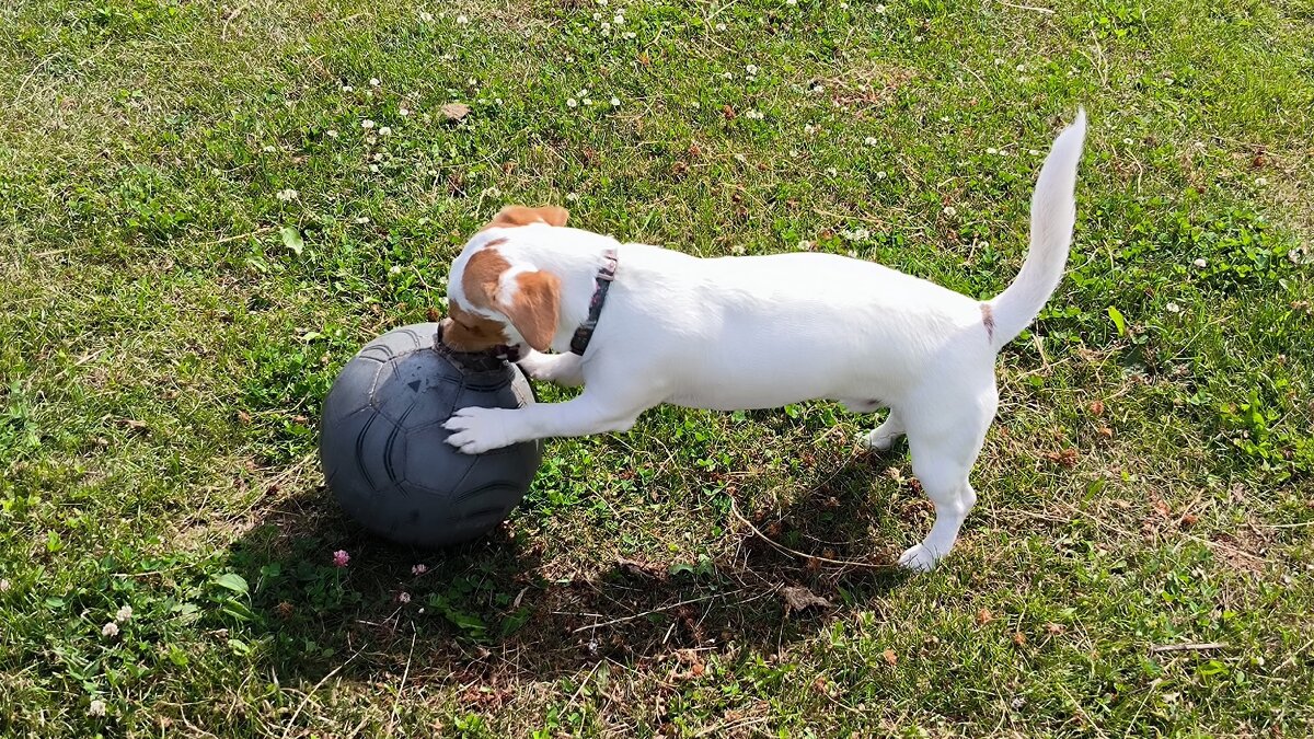 Маленький футболист. - Ольга Маленький футболист. - Ольга