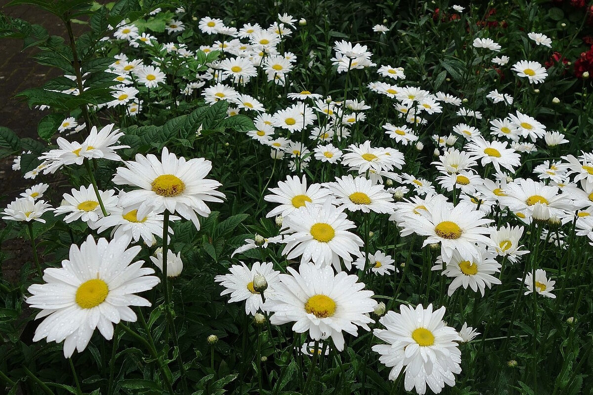 Ромашки - Рита Симонова