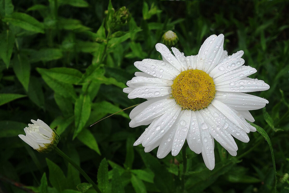 Ромашки - Рита Симонова