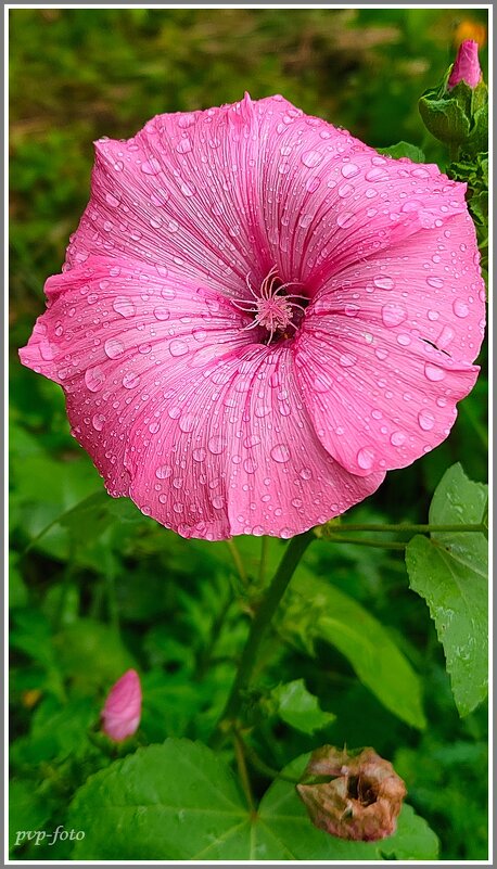 Красно солнышко - Владимир Попов