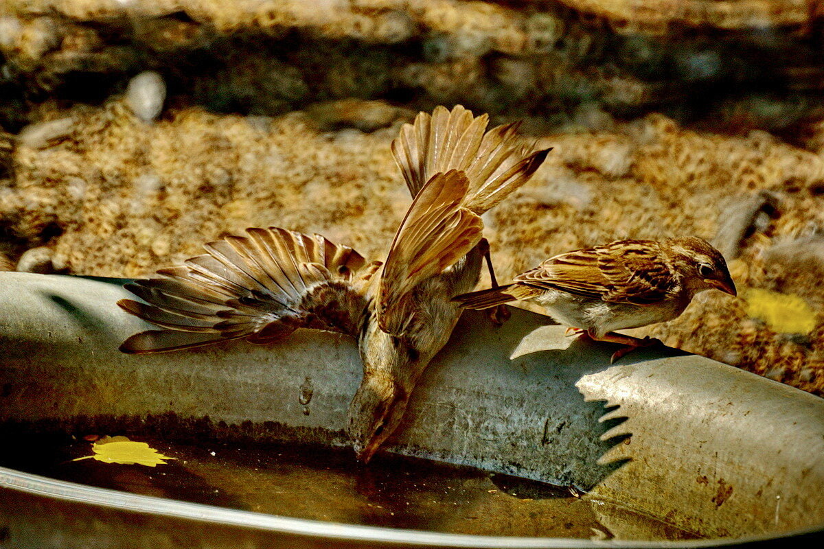 Воробей - почти домашняя птица...-) - Николай Саржанов