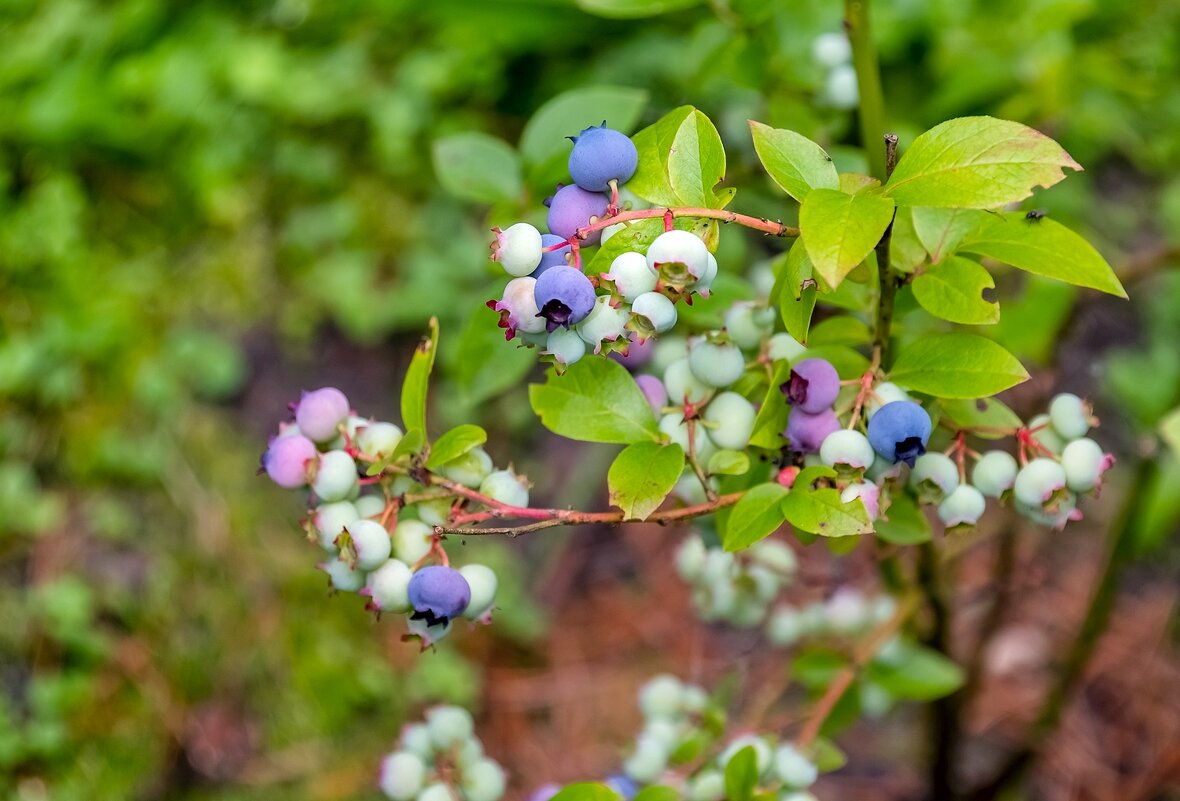 Голубика на даче - Валерий Иванович