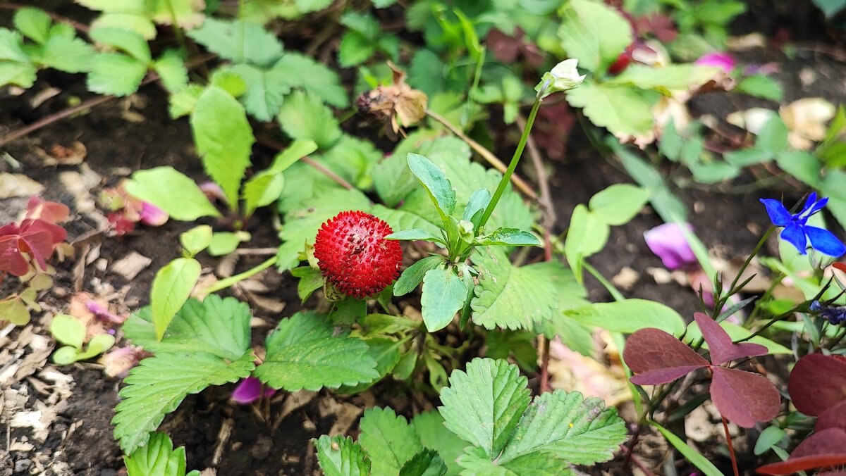 ,,, - Сергей Тимоновский