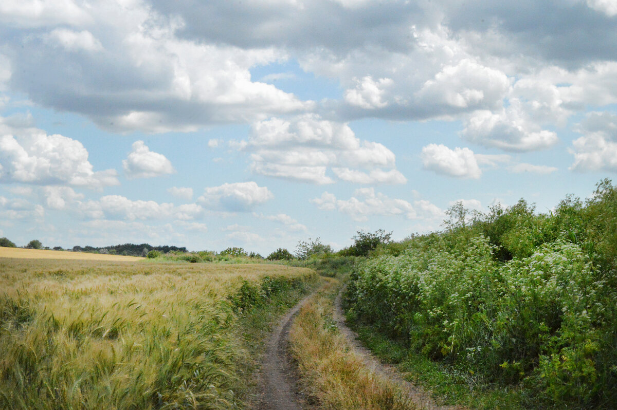 Просёлочная дорога... - Надежда Куркина 