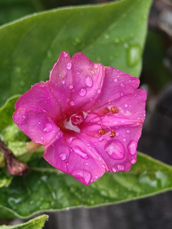 После дождя - Валерий Ткаченко