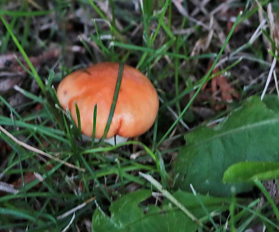 Грибок у дома - Светлана 