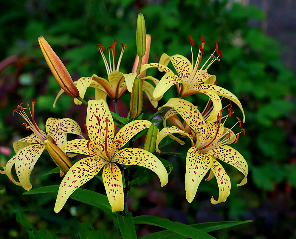 "Тигрицы" - Светлана "Тигрицы" - Светлана