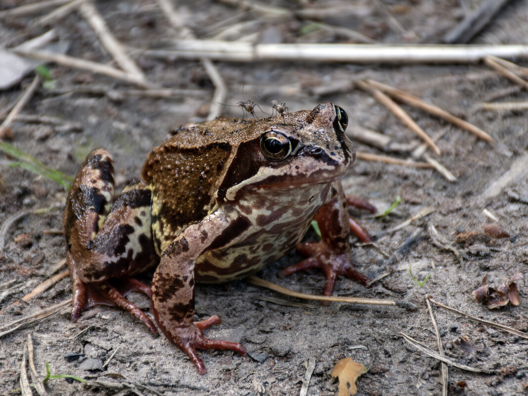 Кто из них пища? - Борис Генкин