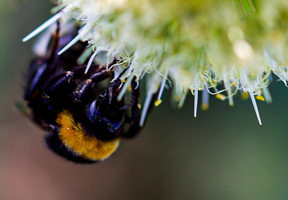 Шмель - Светлана SvetNika17